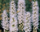 rośliny ogrodowe - Liatra kłosowa Alba - 50 nasion  Liatris spicata Alba