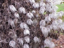 rośliny ogrodowe - Powojnik tangucki Clematis tangutica - 0,1g nasion