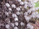 sadzonki - Powojnik tangucki Clematis tangutica - 0,1g nasion