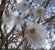 rośliny ogrodowe - Powojnik tangucki Clematis tangutica - 0,1g nasion