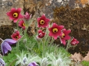 rośliny ogrodowe -  Sasanka zwyczajna CZERWONA  Pulsatilla vulgaris - 0,2g nasion
