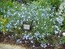 rośliny ozdobne - Len trwały NIEBIESKI - nasiona 1 g  -  Linum perenne blue