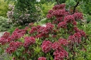 rośliny ozdobne - Kalmia szerokolistna 'Kaleidoscope' Kalmia latifolia