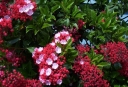 sadzonki -  Kalmia szerokolistna 'Heart of Fire' Kalmia latifolia