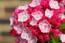 rośliny ozdobne - Kalmia szerokolistna 'Heart of Fire' Kalmia latifolia