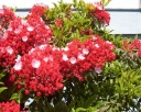 rośliny ozdobne - Kalmia szerokolistna 'Heart of Fire' Kalmia latifolia