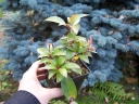 sadzonki - Kalmia szerokolistna 'Heart of Fire' Kalmia latifolia