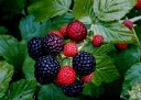 sadzonki -  Malina czarna BRISTOL  Rubus occidentalis /C2-C3