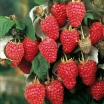 rośliny ozdobne -  Malina jesienna POLANA  Rubus w doniczce P13