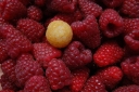 sklep ogrodniczy - Malina jesienna POLANA  Rubus w doniczce P13