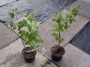 rośliny ozdobne - Malina Poranna Rosa ®  Rubus w doniczce 1l