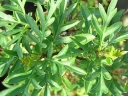 rośliny ogrodowe - Lilak afgański Syringa protolaciniata C4/30-40cm *K17