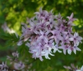sklep ogrodniczy - Lilak afgański Syringa protolaciniata C4/30-40cm *K17