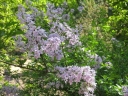 sklep ogrodniczy - Lilak afgański Syringa protolaciniata C4/30-40cm *K17