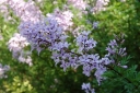 sklep ogrodniczy - Lilak afgański Syringa protolaciniata C4/30-40cm *K17