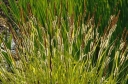 sklep ogrodniczy - Turzyca sztywna  Bowles' Golden Sedge Carex elata