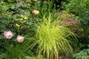 sadzonki - Turzyca sztywna  Bowles' Golden Sedge Carex elata