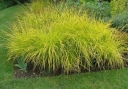 sadzonki - Turzyca sztywna  Bowles' Golden Sedge Carex elata
