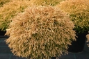 sadzonki -  Żywotnik zachodni GOLDEN TUFFET Thuja occidentalis