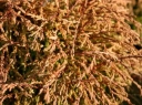 sadzonki - Żywotnik zachodni GOLDEN TUFFET Thuja occidentalis