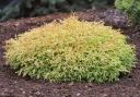 rośliny ogrodowe - Żywotnik zachodni GOLDEN TUFFET Thuja occidentalis