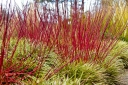 rośliny ozdobne - Dereń błękitny BLUE CLOUD  Cornus amomum P11/30cm