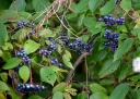 rośliny ogrodowe - Dereń błękitny BLUE CLOUD  Cornus amomum P11/30cm