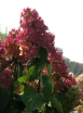 sadzonki -  Hortensja wiechowata Mega Mindy ILVOMindy Hydrangea paniculata /C10