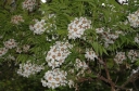 sklep ogrodniczy -  Kasztanek jarzębolistny  Xanthoceras sorbifolium C3/40cm *T54