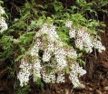 rośliny ozdobne - Kasztanek jarzębolistny  Xanthoceras sorbifolium C3/10-20cm *K10