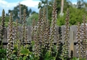 sklep ogrodniczy - Akant miękki FIOLETOWY  Acanthus mollis /C2 *K25
