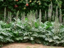rośliny ogrodowe - Akant miękki FIOLETOWY  Acanthus mollis /C2 *K25