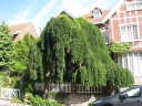sklep ogrodniczy - Sofora japońska PENDULA Styphnolobium japonica, Perełkowiec C10/1,2-1,6m *6