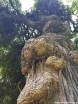 rośliny ogrodowe - Sofora japońska PENDULA Styphnolobium japonica, Perełkowiec C10/1,2-1,6m *6