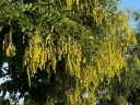 rośliny ogrodowe - Sofora japońska PENDULA Styphnolobium japonica, Perełkowiec C10/1,2-1,6m *6