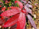 sklep ogrodniczy -  Kwaśnodrzew konwaliowy Oxydendrum arboreum C5/60-80cm *K8