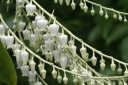 rośliny ogrodowe - Kwaśnodrzew konwaliowy Oxydendrum arboreum C5/60-80cm *K8