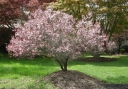 sadzonki -  Śliwa wiśniowa PISSARDII  Prunus cerasifera x Prunus ussuriensis C7,5/1,8-2,2m