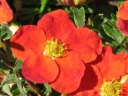 rośliny ogrodowe -  Pięciornik krzewiasty MARIAN RED ROBIN 'Marrob'  Potentilla fruticosa /C2 *1