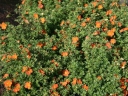 sadzonki - Pięciornik krzewiasty MARIAN RED ROBIN 'Marrob'  Potentilla fruticosa /C2 *1