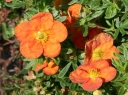 rośliny ogrodowe - Pięciornik krzewiasty MARIAN RED ROBIN 'Marrob'  Potentilla fruticosa /C2 *1