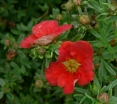 sadzonki - Pięciornik krzewiasty MARIAN RED ROBIN 'Marrob'  Potentilla fruticosa /C2 *1