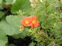 sklep ogrodniczy - Pięciornik krzewiasty MARIAN RED ROBIN 'Marrob'  Potentilla fruticosa /C2 *1