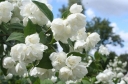 rośliny ogrodowe -  Jaśminowiec wonny odm. VIRGINAL  Philadelphus coronarius