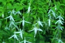 sklep ogrodniczy -  Fuksja ogrodowa ALBA  Fuchsja magellanica 'Alba'