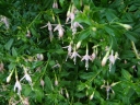 sadzonki - Fuksja ogrodowa ALBA  Fuchsja magellanica 'Alba'