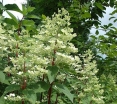 sadzonki - Hortensja wiechowata Mega Mindy ILVOMindy Hydrangea paniculata /C10