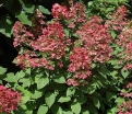 sklep ogrodniczy - Hortensja wiechowata Mega Mindy ILVOMindy Hydrangea paniculata /C10
