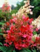 sadzonki -  Hortensja wiechowata Pinky Winky /C5 *20