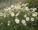 sadzonki -  Zawilec ANDREA ATKINSON  Anemone hybride /C2